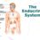All You Need to Know About Endocrine System
